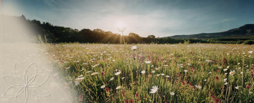 A Thousand Points of Light—and the Hard Truth About Healthcare Innovation